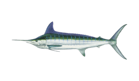 Marlin (Striped)