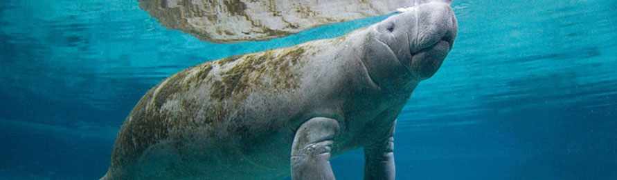 Manatee Encounter Cozumel