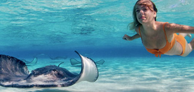 Snorkel with Stingrays