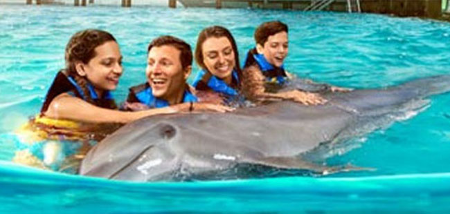 Dolphin Swim Adventure