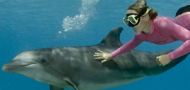 Dive With Dolphins in Cozumel