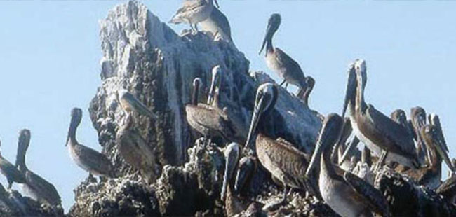 Stone Island Tour in Mazatlan