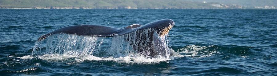 Whales & Tales Pirate Ship Adventure 7