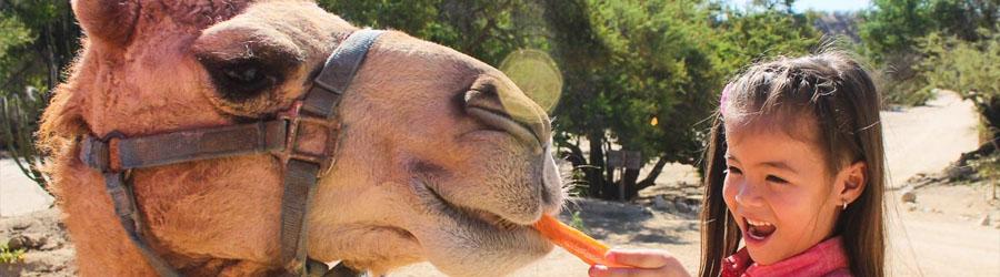 4x4 Outback Safari & Camel Ride Cabo 6