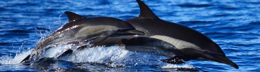 Swimming With Dolphins in Cabo 8