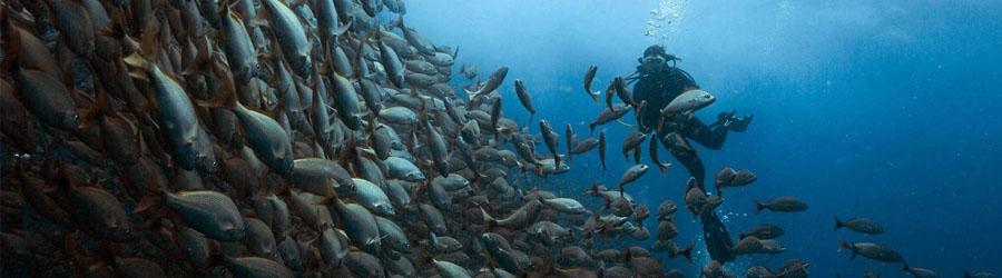 Espiritu Santo Dive 4