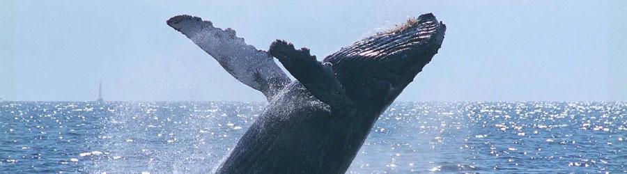 Cabo Booze Cruise Whale Watching 4