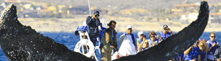 Cabo San Lucas Whale Watching Pontoon Charter 7