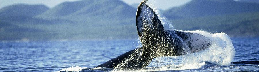 Cabo San Lucas Whale Watching Pontoon Charter 8