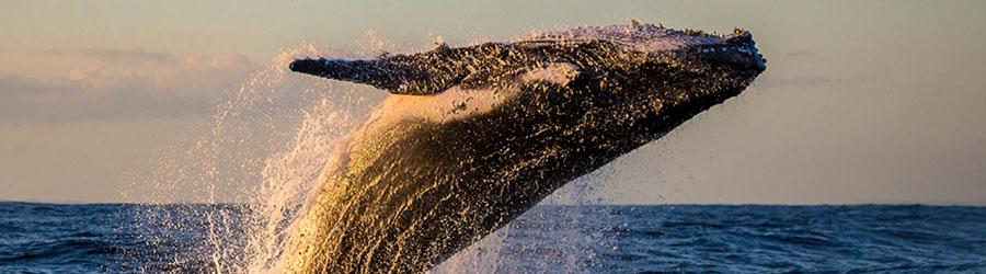 Private Sea of Cortez 65’ Catamaran Custom Charter 3