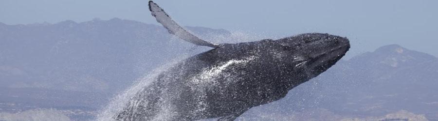 Private Sea of Cortez 65’ Catamaran Custom Charter 4