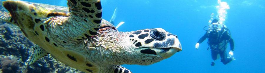 Discover Scuba Diving 2