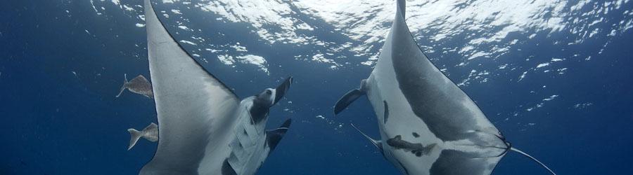 Discover Scuba Diving 7