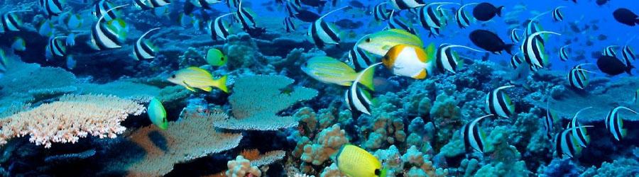 Cabo Pulmo Marine Park 3