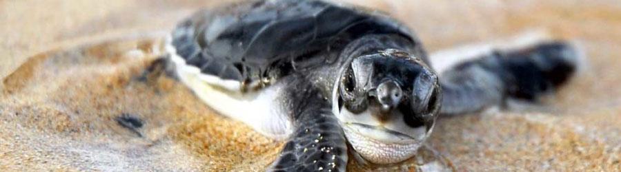 Baja Beach Sea Turtle Release at Sunset 3