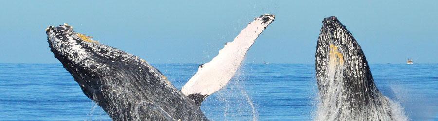 Cabo Express Fast Boat Whale Watching Los Cabos 4