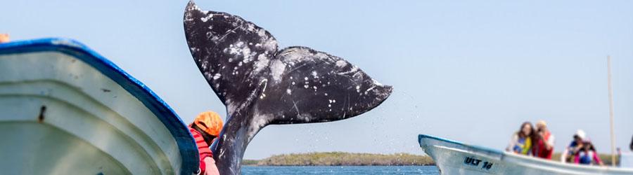 Cabo Express Fast Boat Whale Watching Los Cabos 6
