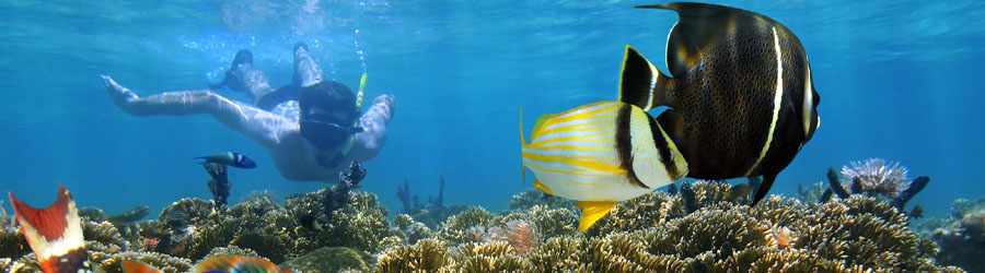 3-Reef Glass Bottom Boat Snorkeling Tour 3