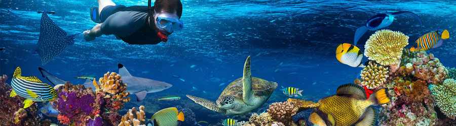 3-Reef Glass Bottom Boat Snorkeling Tour 6