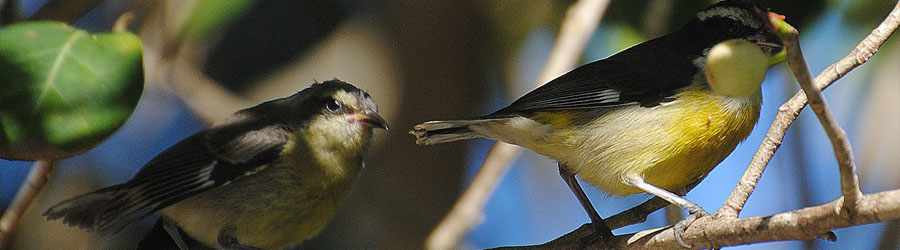 Cozumel Bird Watching Trails 1