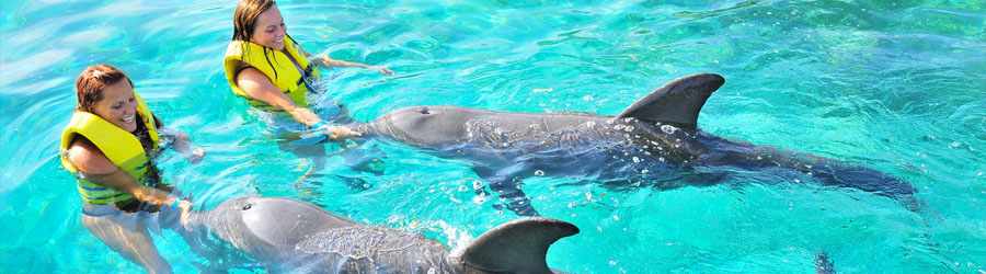 Dive With Dolphins in Cozumel 1