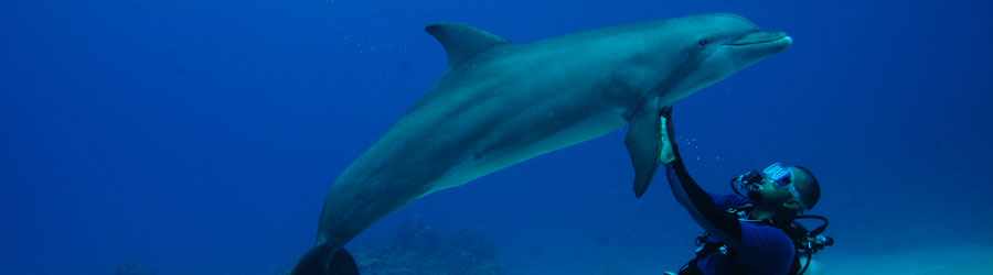 Dive With Dolphins in Cozumel 6
