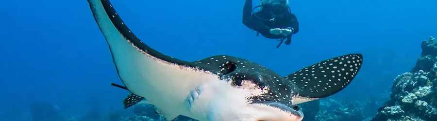 Cozumel Scuba Diving (2-Tank) 7