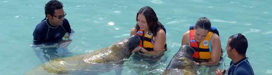 Manatee Encounter Cozumel 5