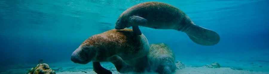 Manatee Encounter Cozumel 6