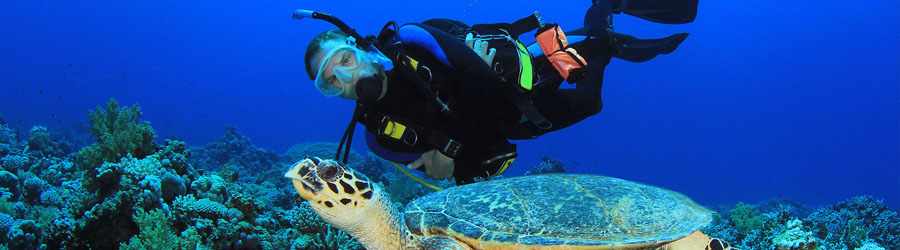 Cozumel Night Dive 3