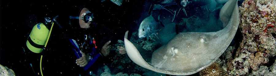 Cozumel Night Dive 4