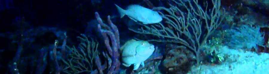 Cozumel Night Dive 8