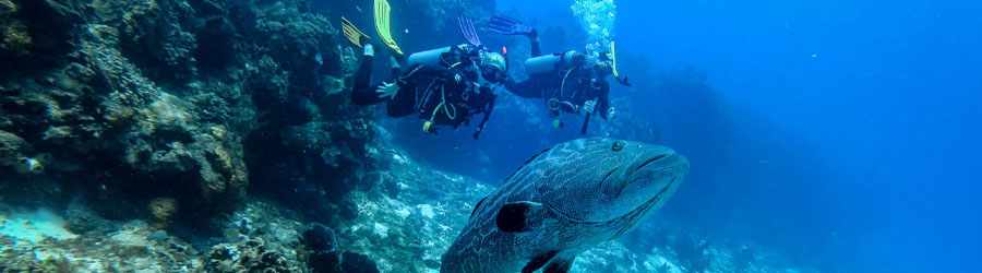 PADI Open Water Certification 4