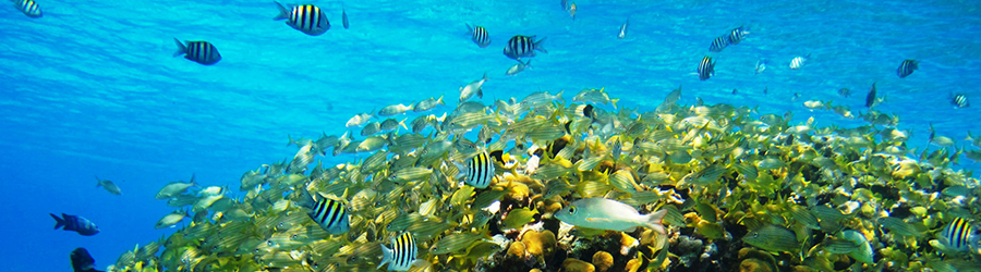 El Cielo, Palancar & Colombia Reef Snorkeling Tour 2