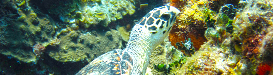 El Cielo, Palancar & Colombia Reef Snorkeling Tour 5
