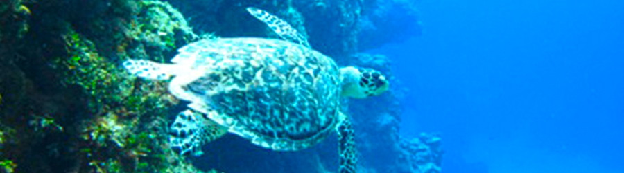 El Cielo, Palancar & Colombia Reef Snorkeling Tour 7