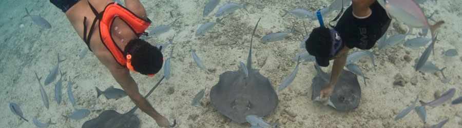 SUP Paddle Boardng & Stingray Snorkel in Cozumel 1