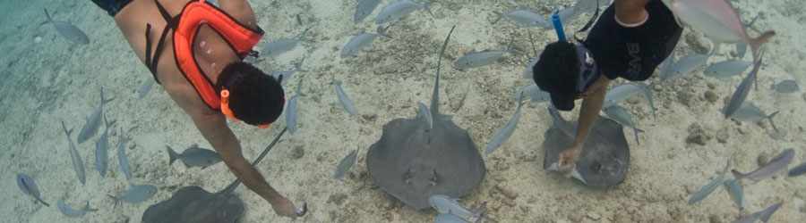 Stingray Encounter & Beach Break in Cozumel 5