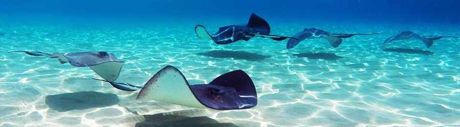 Stingray Encounter & Beach Break in Cozumel 8