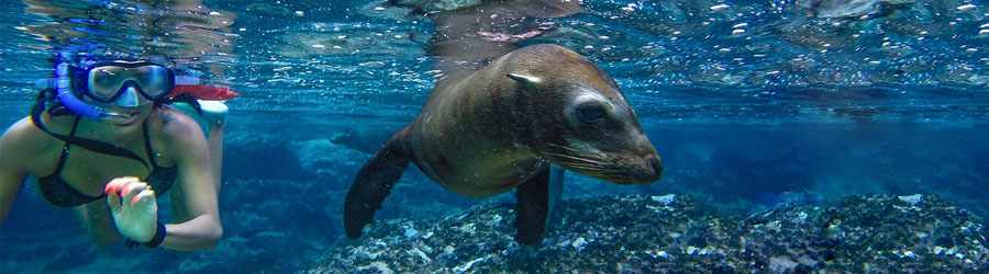 Cozumel Sea Lion Discovery 5