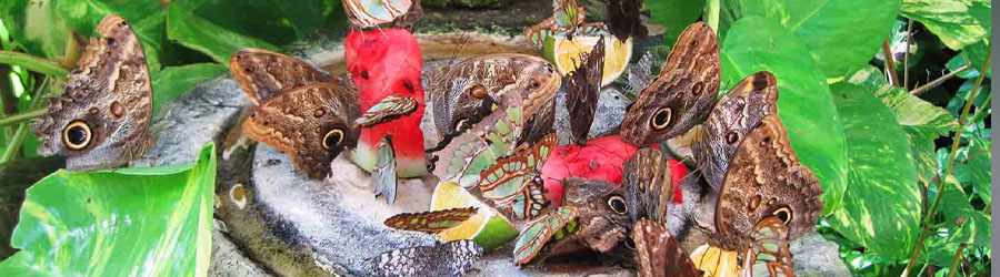 Private Xcaret Express 1