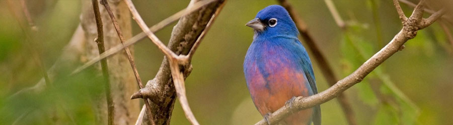 Sierra Madre Mexico Birding Excursion 1