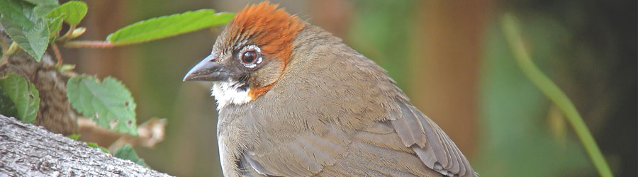 Sierra Madre Mexico Birding Excursion 2