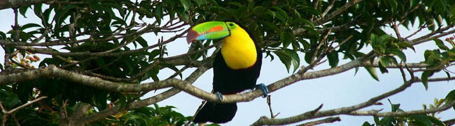 Sierra Madre Mexico Birding Excursion 5