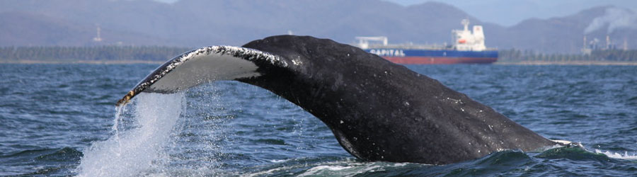 Mazatlan Whale Watching Eco Tour 6