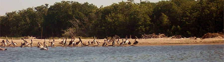 Mazatlan Sea Turtle Release & Mangroves Tour 1