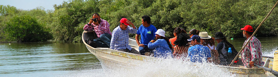 Mazatlan Sea Turtle Release & Mangroves Tour 2