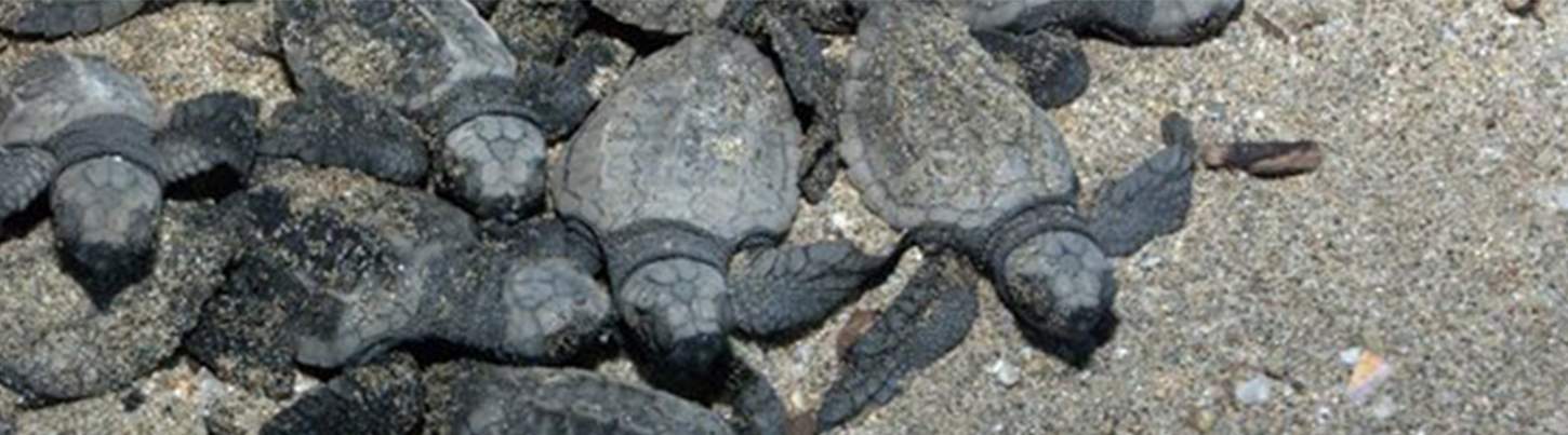 Puerto Vallarta Turtle Release Adventure 3
