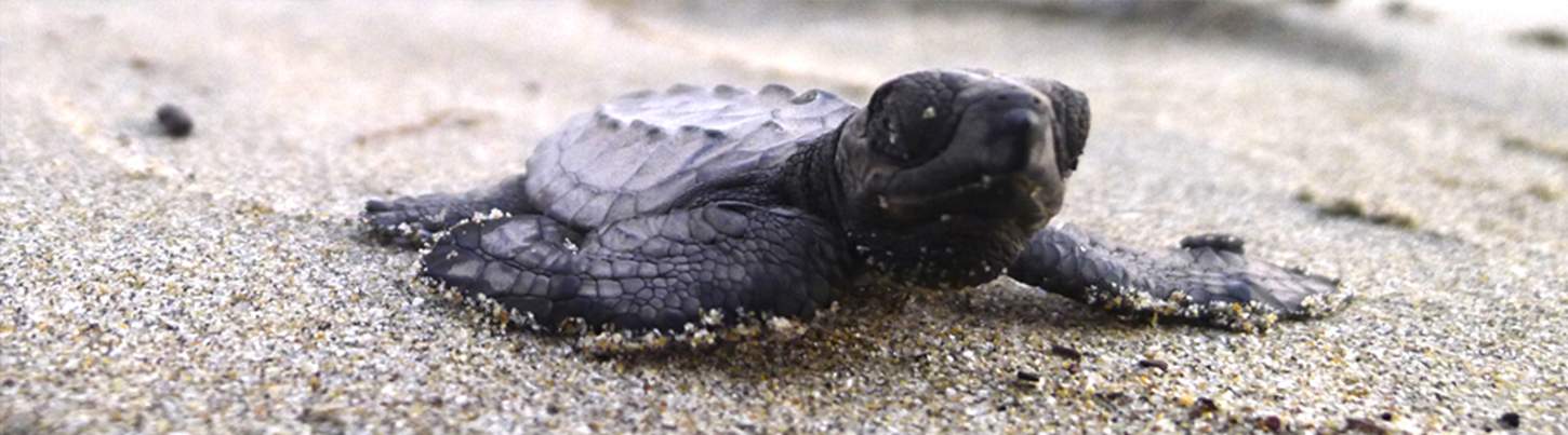 Puerto Vallarta Turtle Release Adventure 4