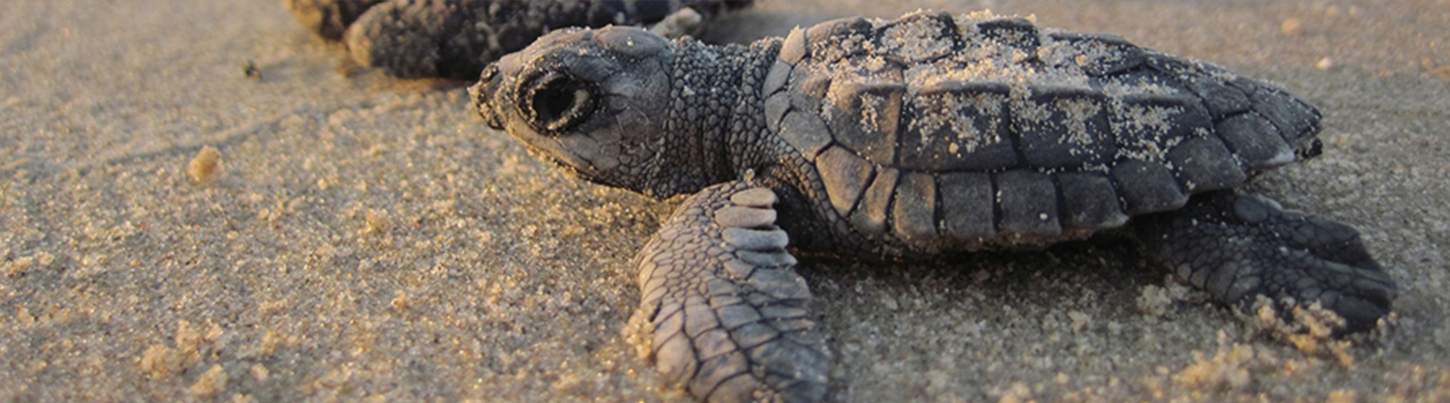 Puerto Vallarta Turtle Release Adventure 6